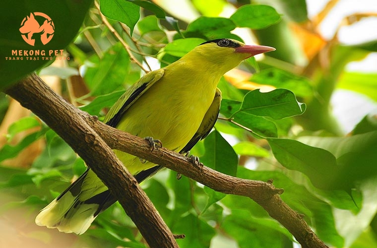 Chim vàng anh rất dể nuôi, có gọng